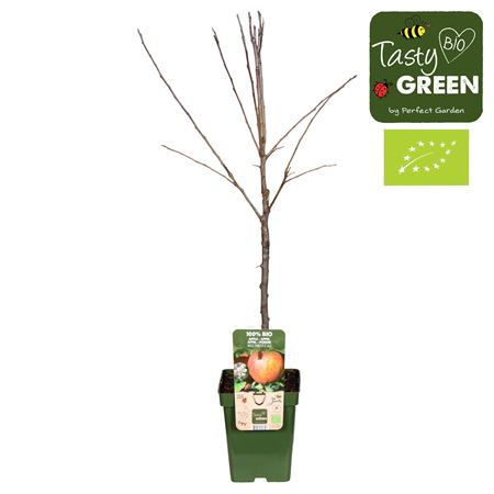 Malus Dom Gala Bio