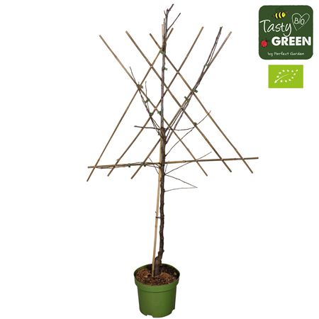 Malus Domestica Elstar Bio