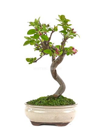 Bonsai Malus Sp. Pz-erwiam S-shape (outdoor)