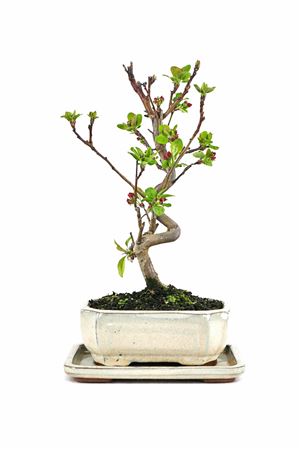 Bonsai Malus Sp. Pz-erwiam S-shape (outdoor)