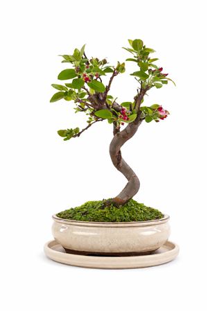 Bonsai Malus Sp. Pz-erwiam S-shape With Drip Tray