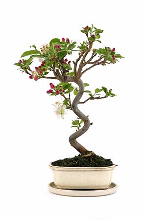 Bonsai Malus Sp. Pz-erwiam S-shape With Drip Tray
