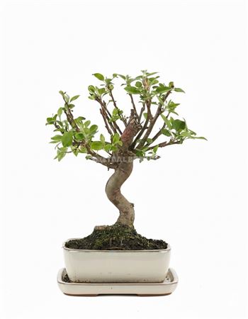 Bonsai Malus Sp. Pz-erwiam S-shape With Drip Tray