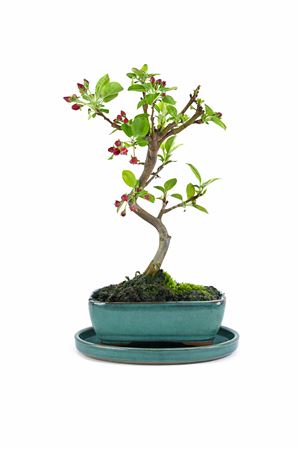 Bonsai Malus Sp. Pz-erwiam S-shape With Drip Tray