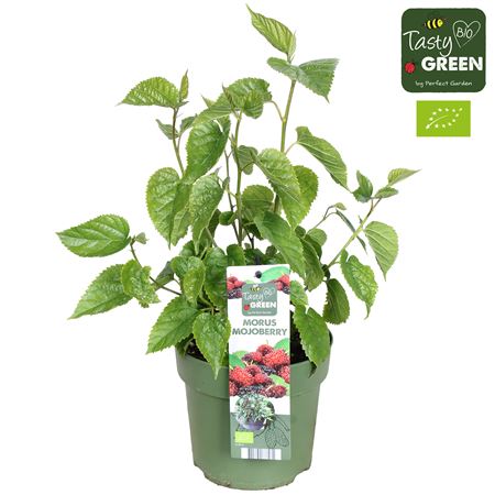 Morus Mulle Mojoberry Bio Potcover