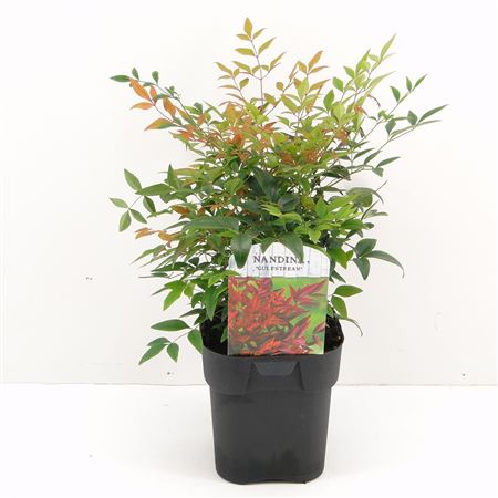Nandina Dom Gulfstream