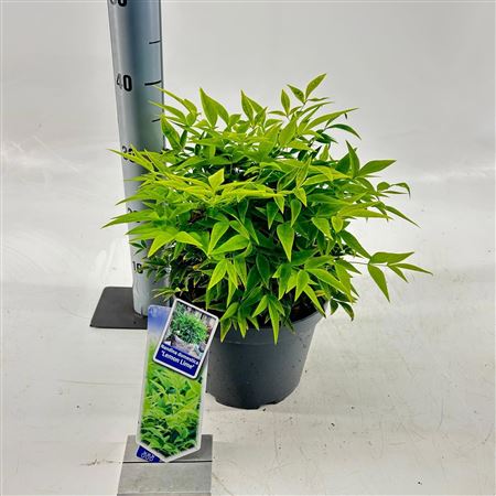 Nandina Dom Lemon & Lime