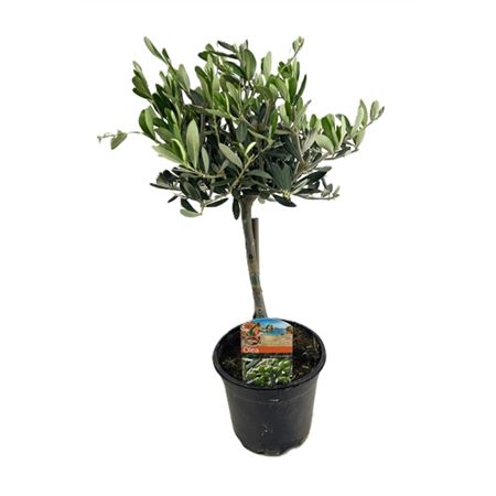 Olea Europaea On Stem Premium
