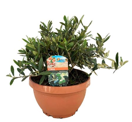 Olea Europaea On Stem Bowl