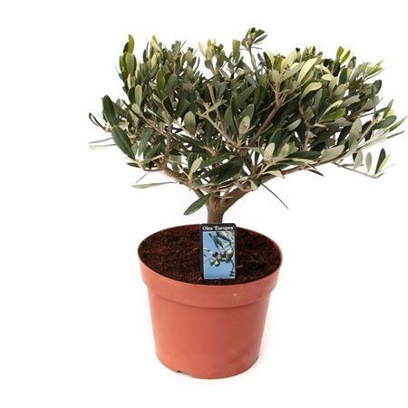 Olea Europaea On Stem Premium