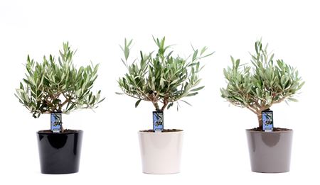 Olea Europaea In Ceramic Roma Mix