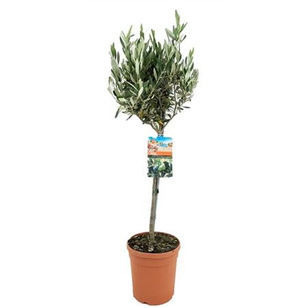 Olea Europaea On Stem Premium