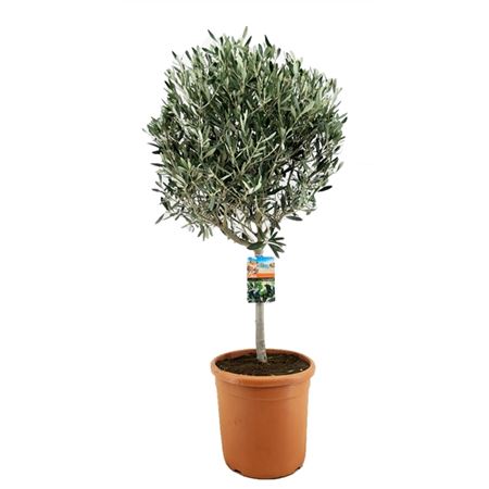 Olea Europaea On Stem Premium