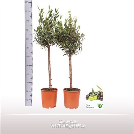 Olea Europaea On Stem Premium