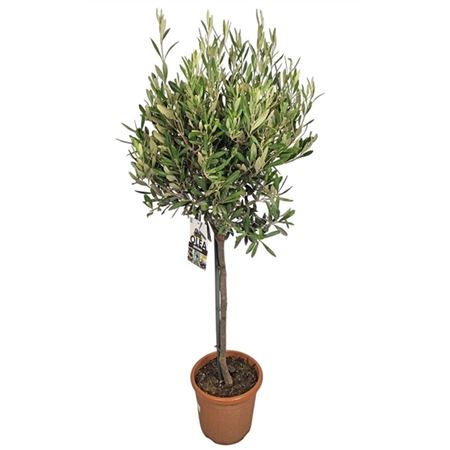 Olea Europaea On Stem Premium