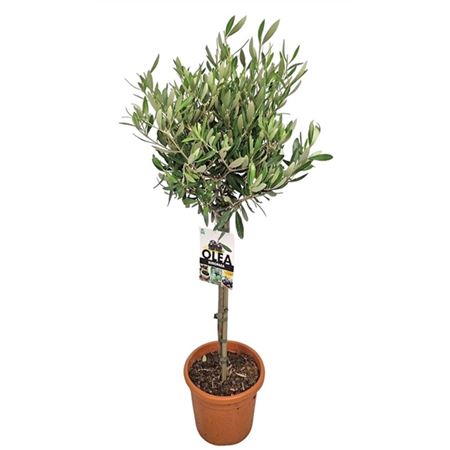 Olea Europaea On Stem Premium