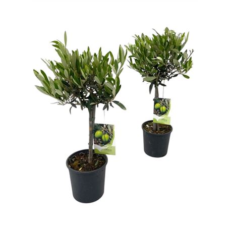 Olea Europaea On Stem Premium