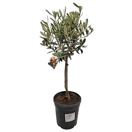 Olea Europaea On Stem Premium