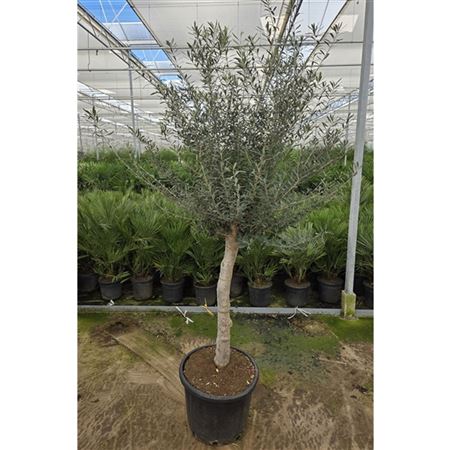 Olea Europaea On Stem Premium