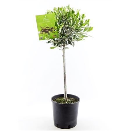 Olea Europaea On Stem Premium