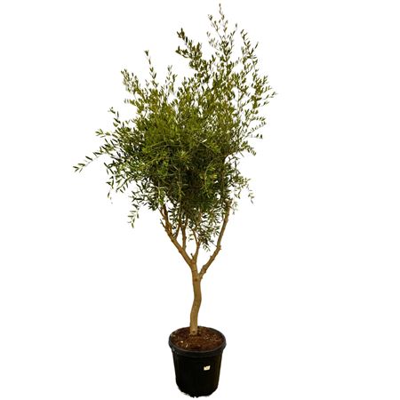 Olea Europaea Cultivo