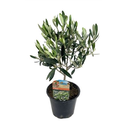 Olea Europaea On Stem Premium