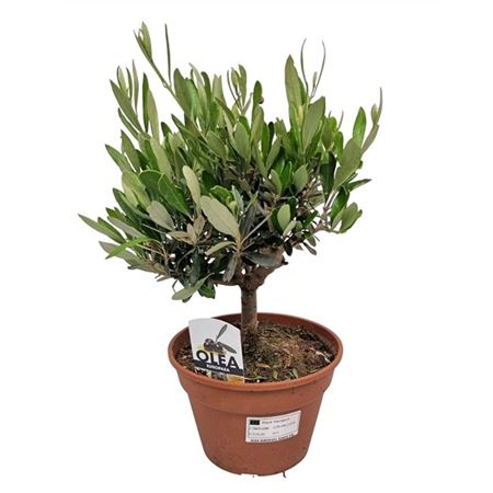 Olea Europaea On Stem Premium