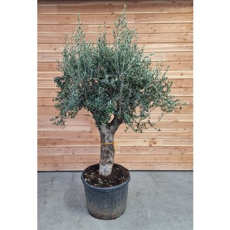 Olea Europaea On Stem Premium