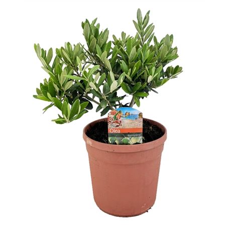 Olea Europaea On Stem.