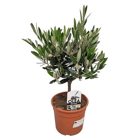 Olea Europaea On Mini-stem
