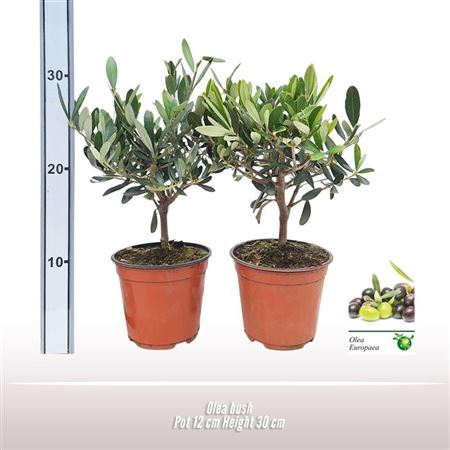 Olea Europaea On Stem Premium