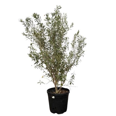 Olea Europaea On Stem.