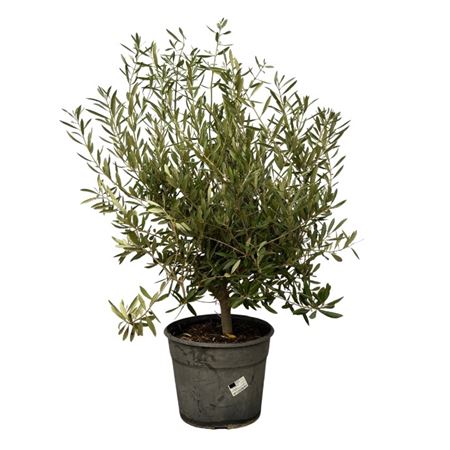 Olea Europaea On Stem.