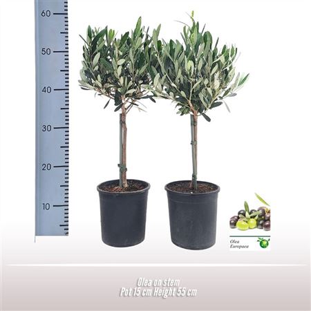 Olea Europaea On Stem.