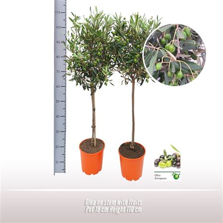 Olea Europaea On Stem