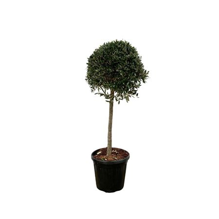Olea Lorc Bonsai On Stem