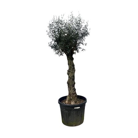 Olea Europaea Bonsai