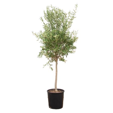 Olea Europaea Lorc M