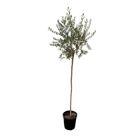 Olea Europaea On Stem Premium