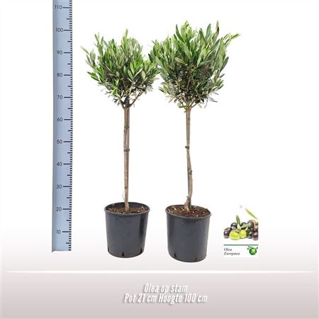 Olea Europaea On Stem Premium