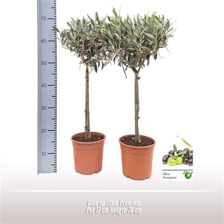 Olea Europaea On Stem Premium