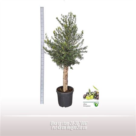 Olea Europaea On Stem Premium