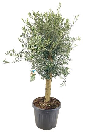 Olea Europaea On Stem Premium
