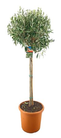 Olea Europaea On Stem Premium