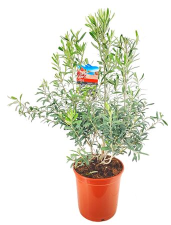 Olea Europaea On Stem.