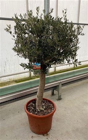 Olea Europaea On Stem Premium