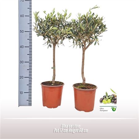 Olea Europaea On Stem Premium