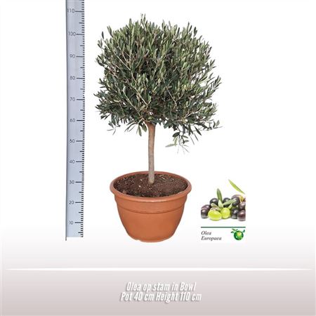 Olea Europaea On Stem Premium