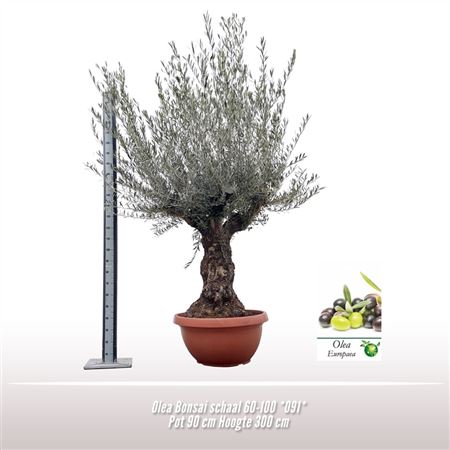 Olea Europaea On Stem Premium