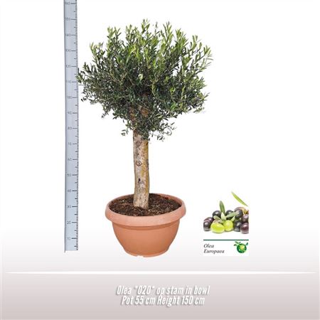 Olea Europaea On Stem Premium